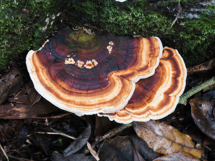 Turkey tail mushroom outlet for dogs dosage